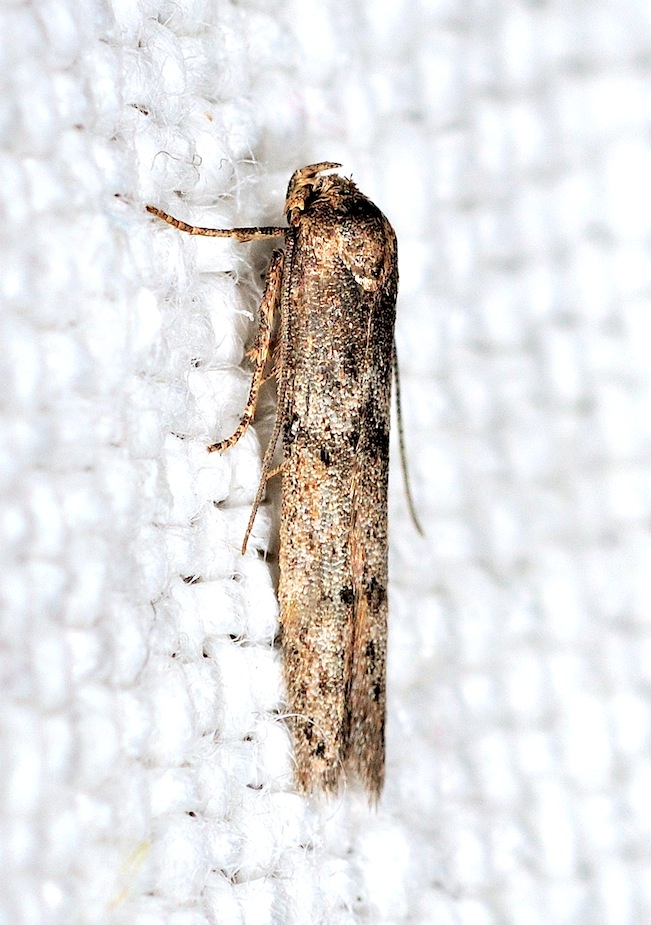 Blastobasis cfr. phycidella (Blastobasidae)